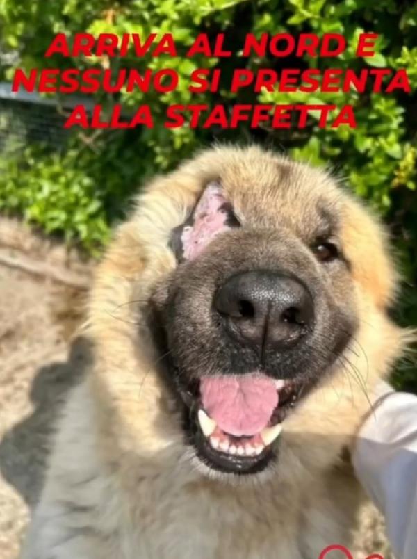 Mix Pastore Dei Carpazi 3Anni Senza 1Occhio Salito E Rifiutato.voghera 