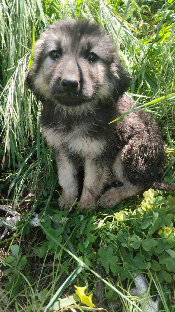 Axel Splendido Cucciolo Simil Pastore Cerca Casa 