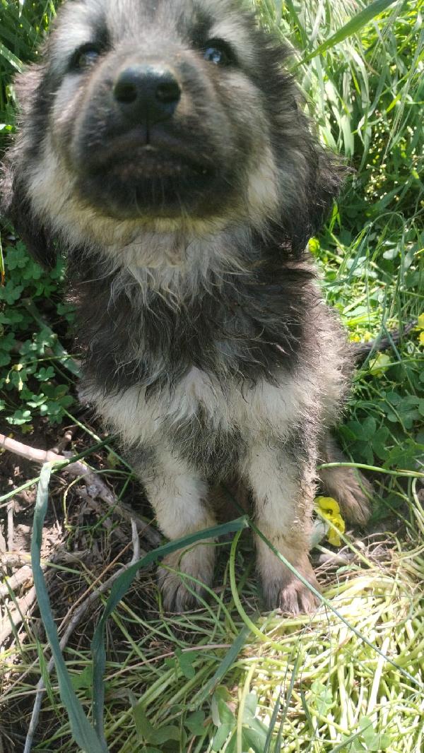 Axel splendido cucciolo simil pastore cerca casa  Foto 2