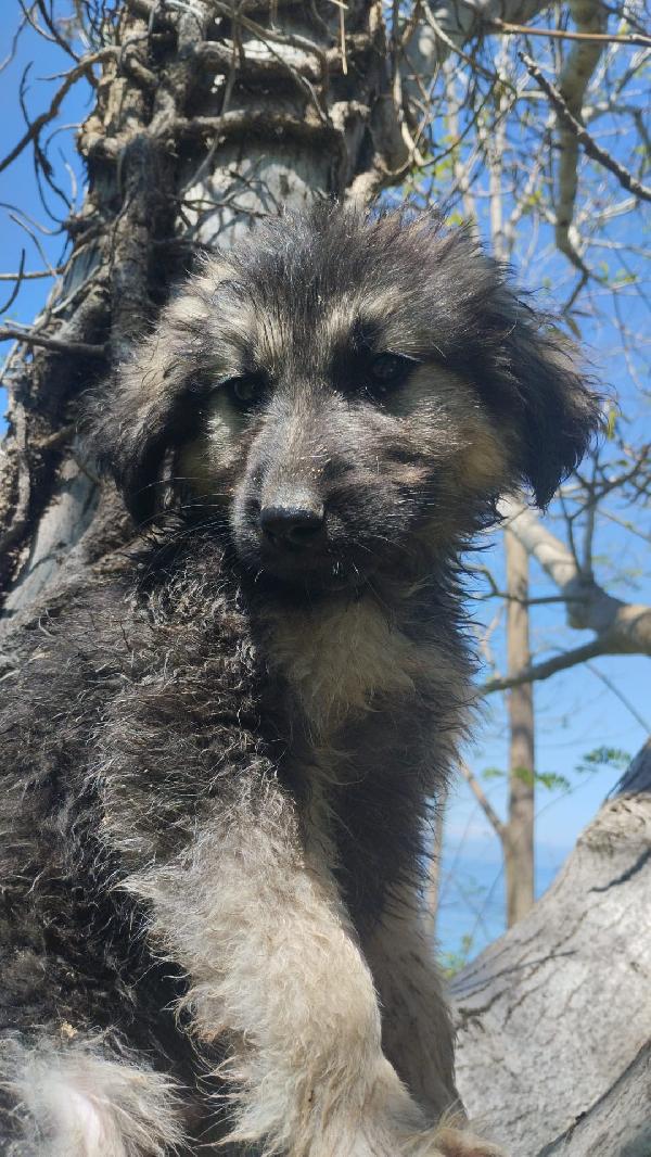 Axel splendido cucciolo simil pastore cerca casa  Foto 3