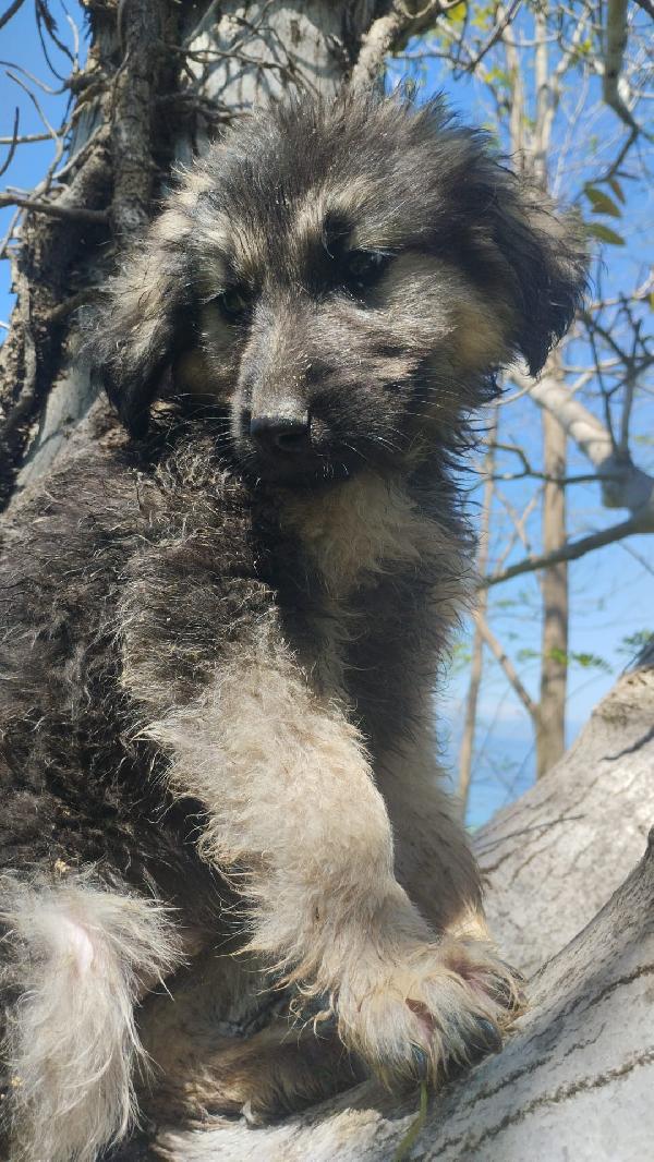 Axel splendido cucciolo simil pastore cerca casa  Foto 4