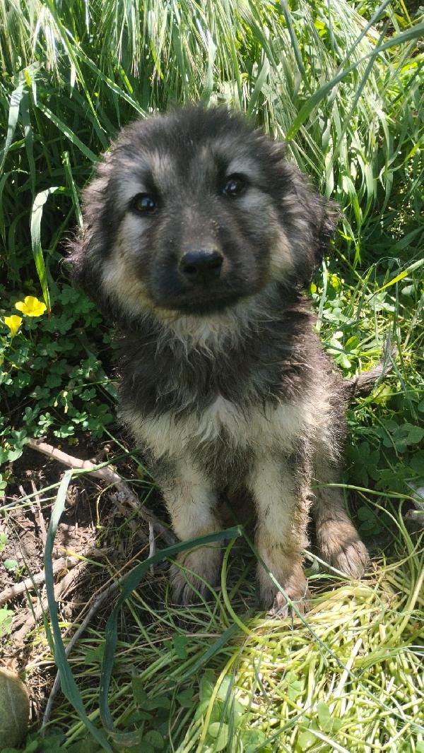 Axel splendido cucciolo simil pastore cerca casa  Foto 5