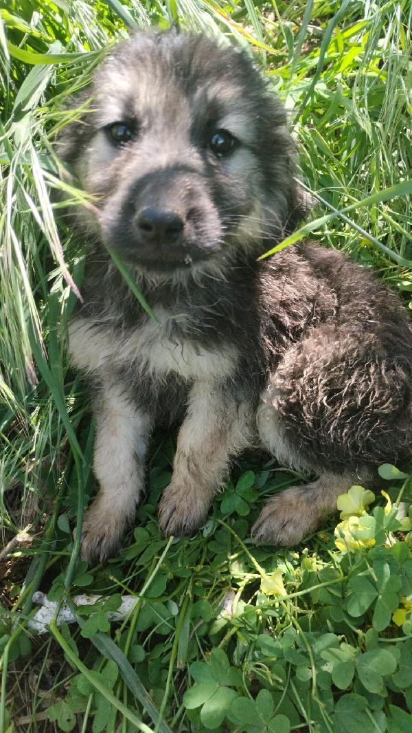 Axel splendido cucciolo simil pastore cerca casa  Foto 6