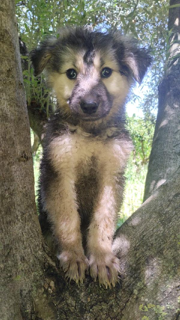 Sebastian Meraviglioso Cucciolo Simil Pastore Cerca Casa 