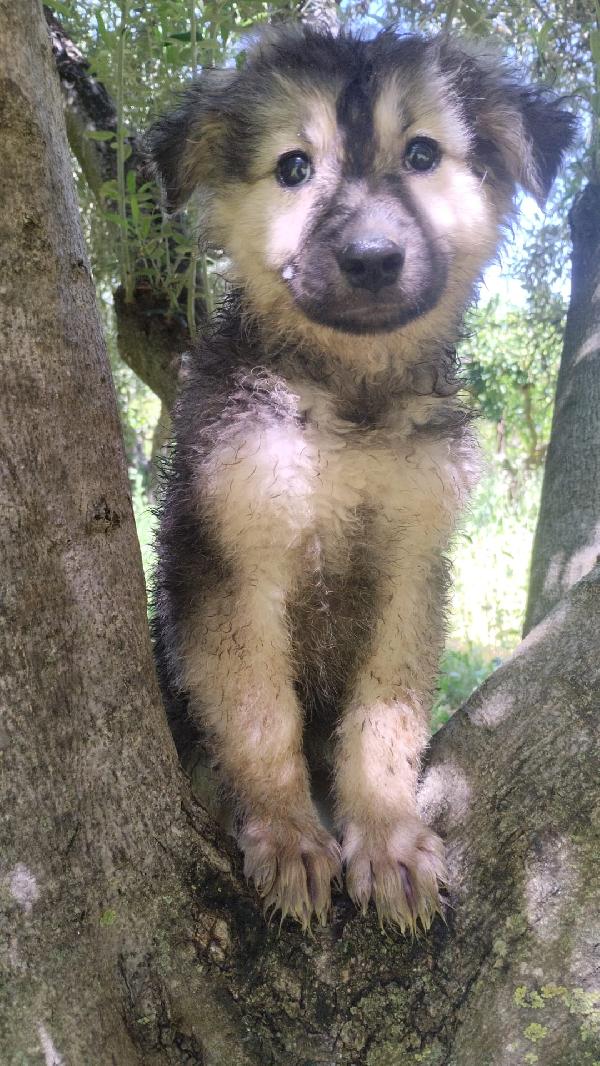 Sebastian meraviglioso cucciolo simil pastore cerca casa  Foto 2