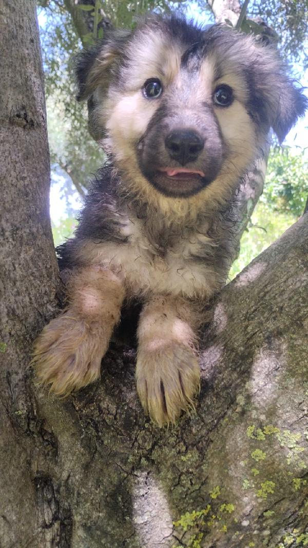 Sebastian meraviglioso cucciolo simil pastore cerca casa  Foto 3