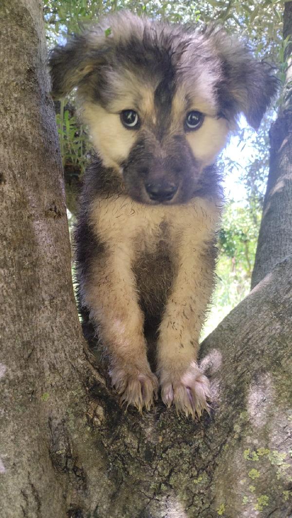 Sebastian meraviglioso cucciolo simil pastore cerca casa  Foto 4