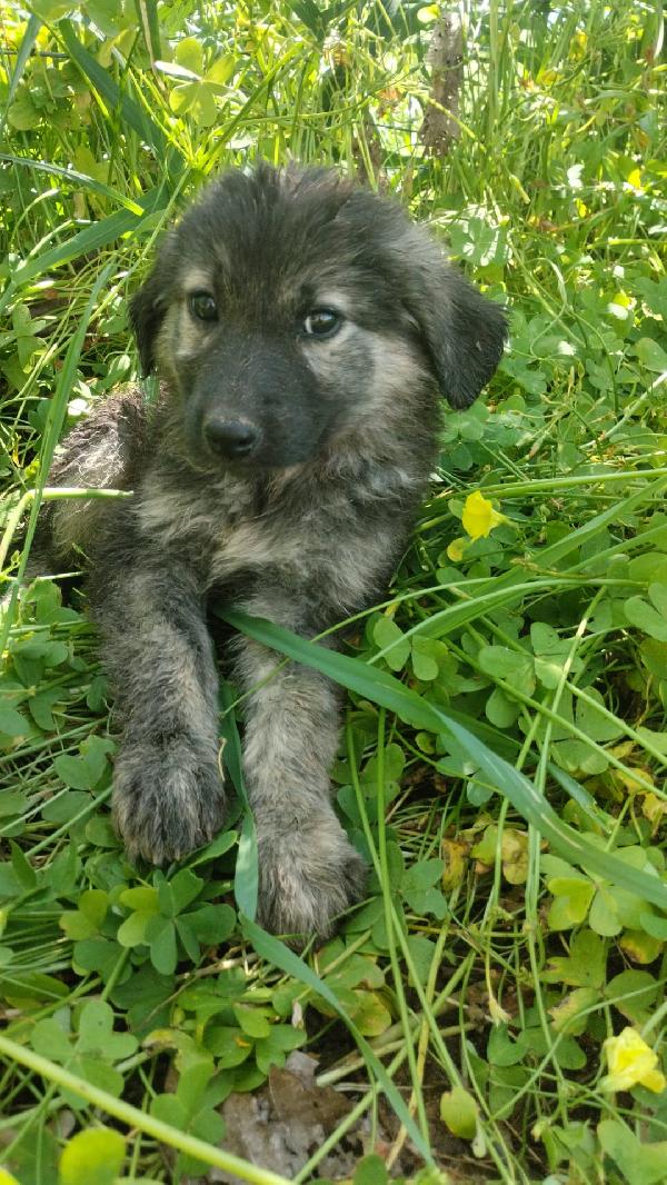 Roberta Splendida Dolce Cucciola Simil Pastore Cerca Casa 