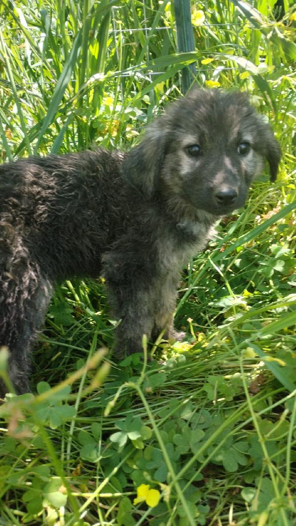 Roberta splendida dolce cucciola simil pastore cerca casa  Foto 3