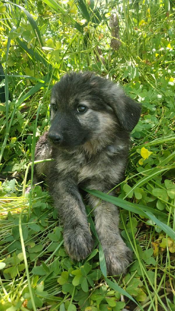 Roberta splendida dolce cucciola simil pastore cerca casa  Foto 4