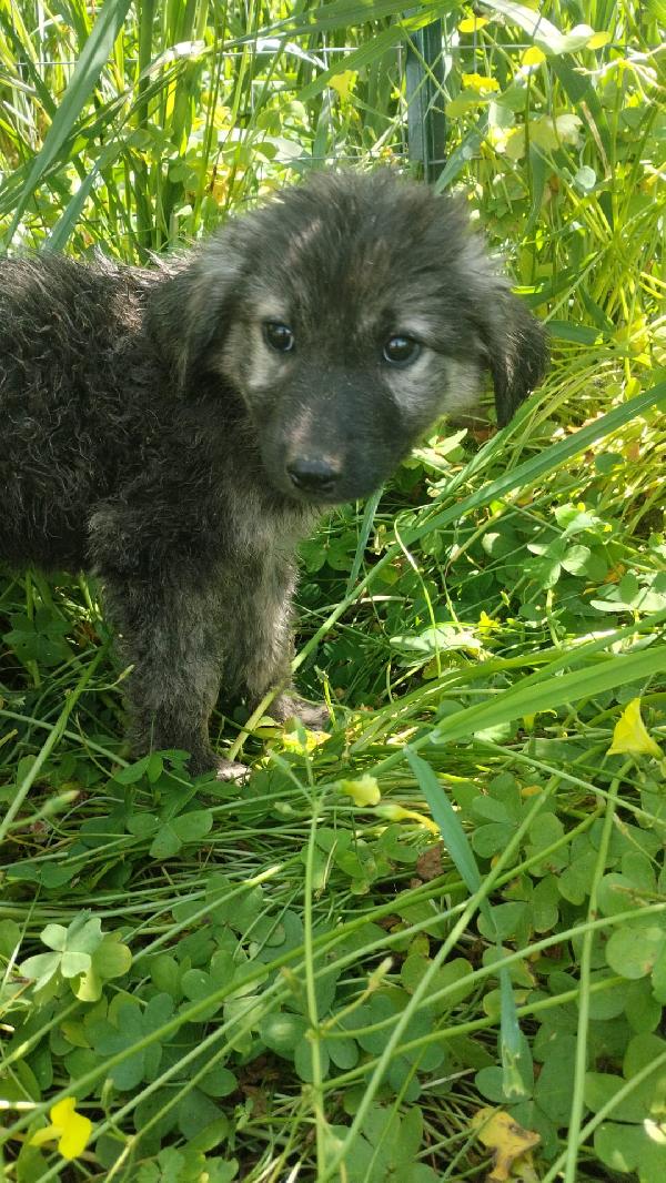 Roberta splendida dolce cucciola simil pastore cerca casa  Foto 5