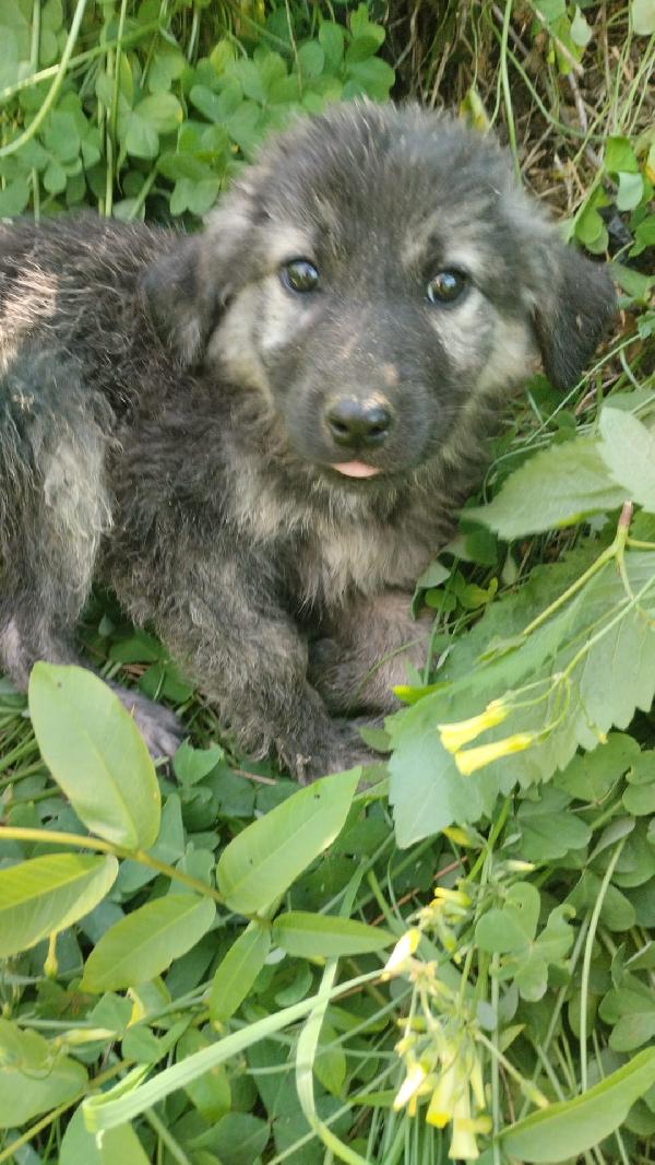 Roberta splendida dolce cucciola simil pastore cerca casa  Foto 6