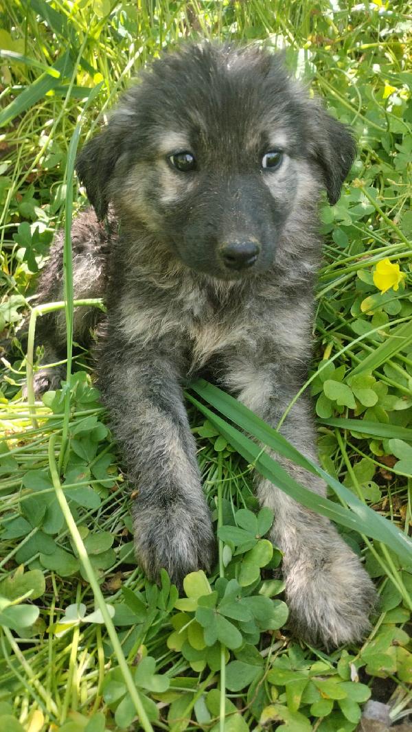 Roberta splendida dolce cucciola simil pastore cerca casa  Foto 7