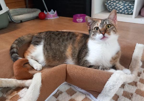 Karina, splendida micia in adozione! Foto 4