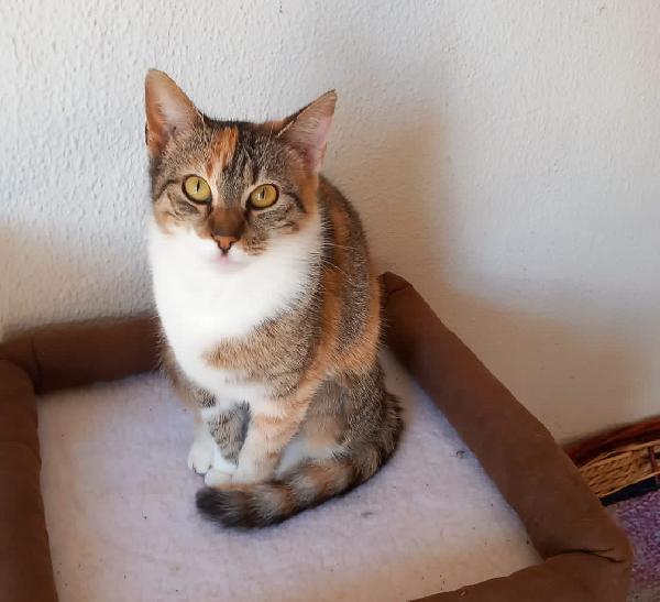 Karina, splendida micia in adozione! Foto 5