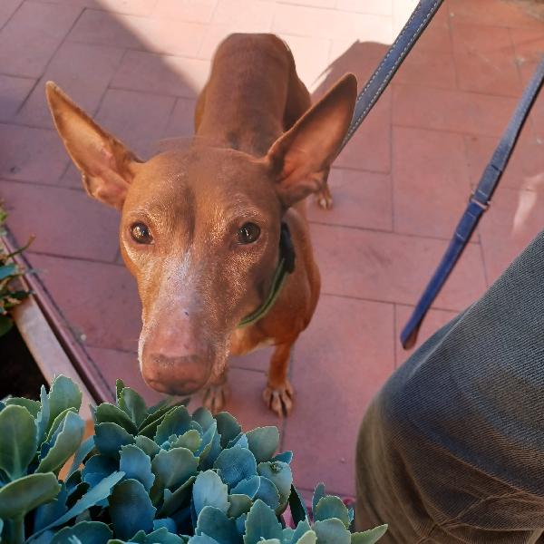 Briciola, Cirneco Dell'etna