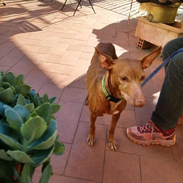 BRICIOLA, CIRNECO DELL'ETNA Foto 2