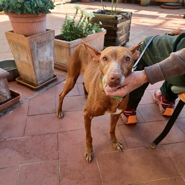BRICIOLA, CIRNECO DELL'ETNA Foto 3