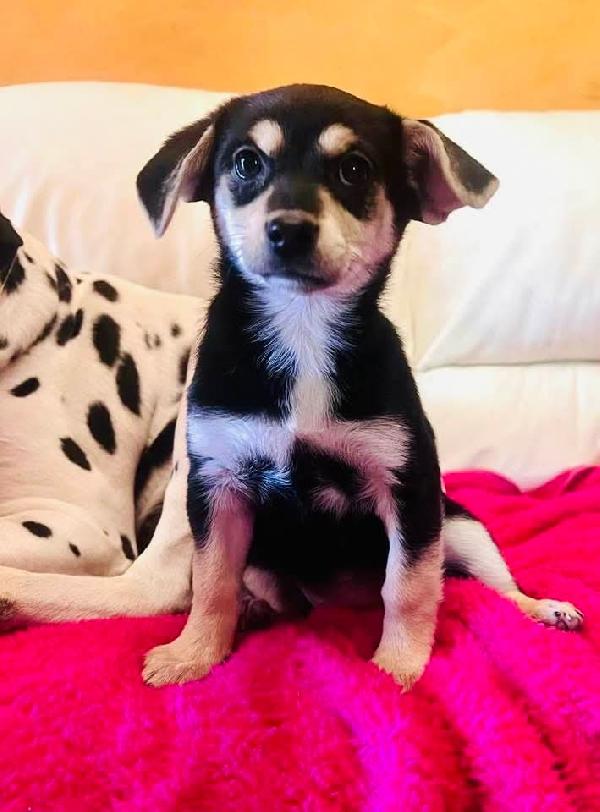 Cucciolo Taglia Piccola Senza Futuro