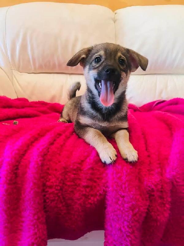 Cucciolo taglia piccola senza futuro Foto 2