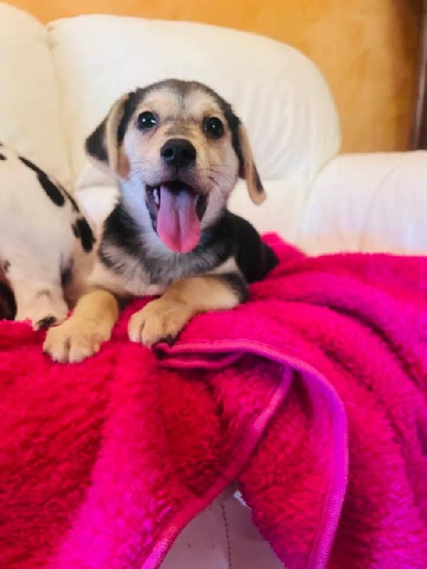 Cucciolo taglia piccola senza futuro Foto 3