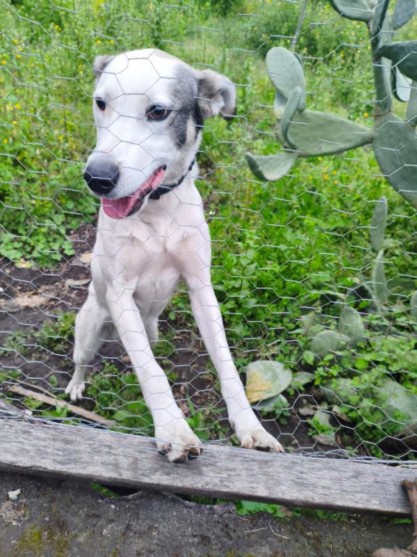 Jack 1Anno Tg Media Ok Gatti Salito A Como