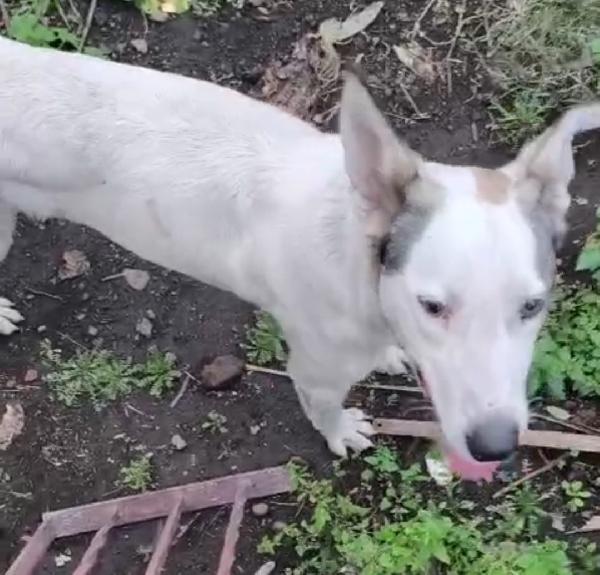 Jack 1anno tg media ok gatti salito a COMO Foto 3