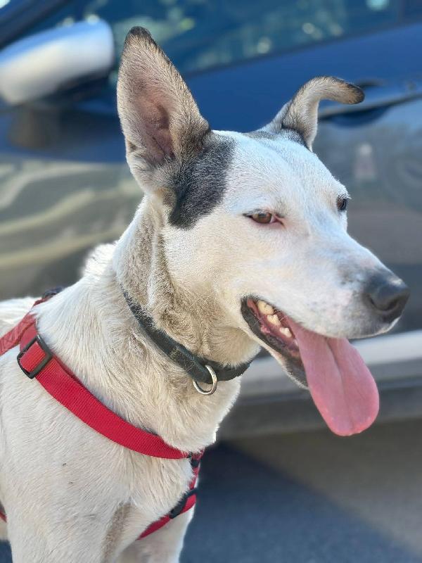 Jack 1anno tg media ok gatti salito a COMO Foto 5