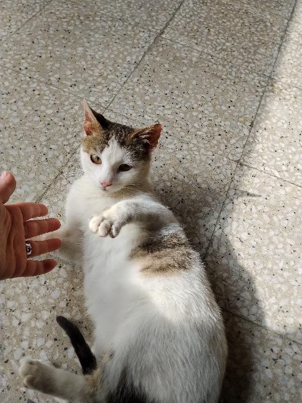 Violetta Un Fiore Di Micina 