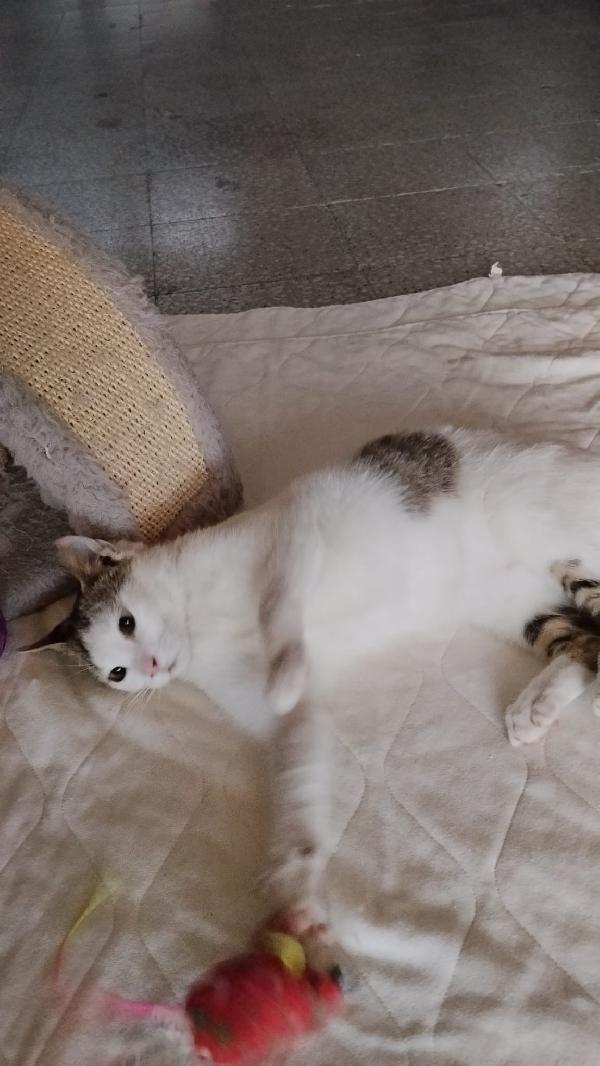 Violetta un fiore di micina  Foto 2