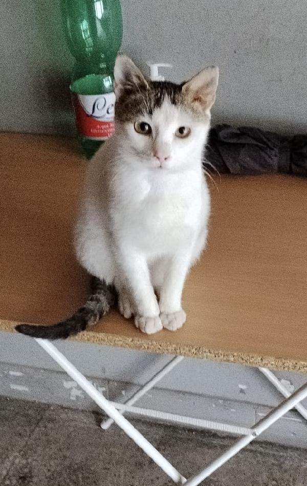 Violetta un fiore di micina  Foto 3