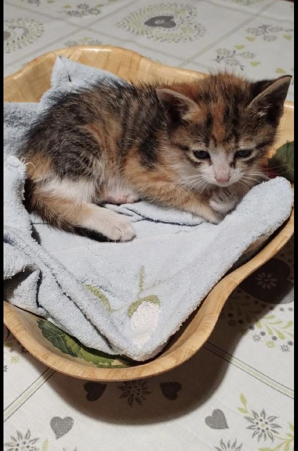 Terra Dolcissima Micina Tricolore 