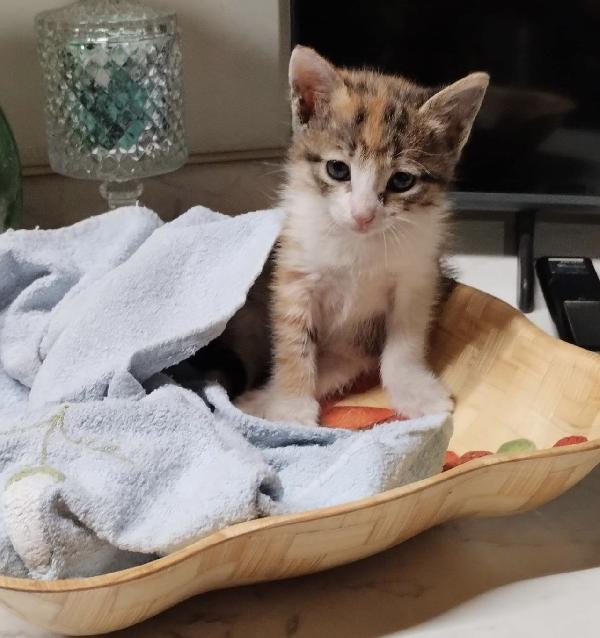 Terra dolcissima micina tricolore  Foto 2