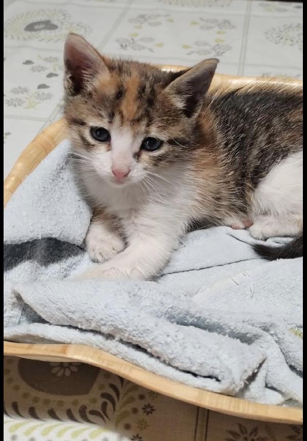 Terra dolcissima micina tricolore  Foto 3