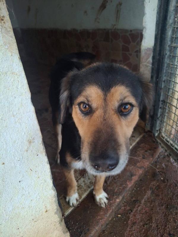 Gigio: 2 anni, socievole e affettuoso  Foto 2