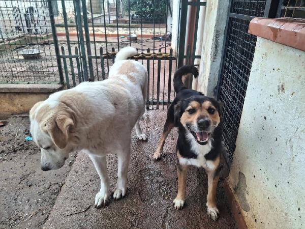 Gigio: 2 anni, socievole e affettuoso  Foto 3