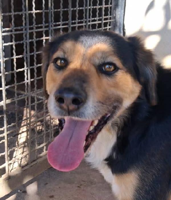 Gigio: 2 anni, socievole e affettuoso  Foto 5