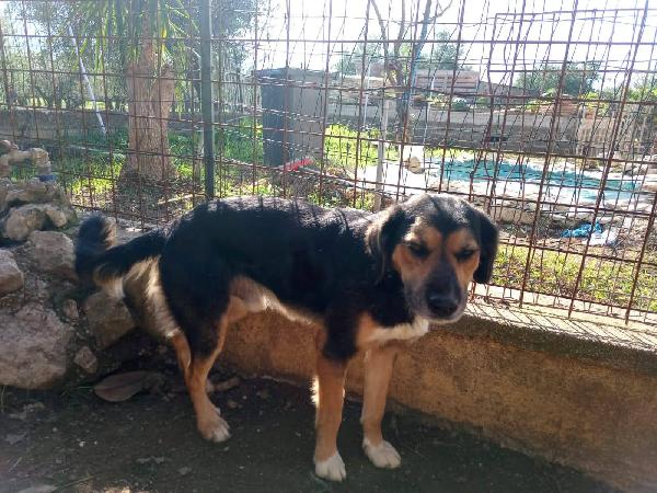 Gigio: 2 anni, socievole e affettuoso  Foto 6