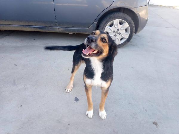 Gigio: 2 anni, socievole e affettuoso  Foto 7