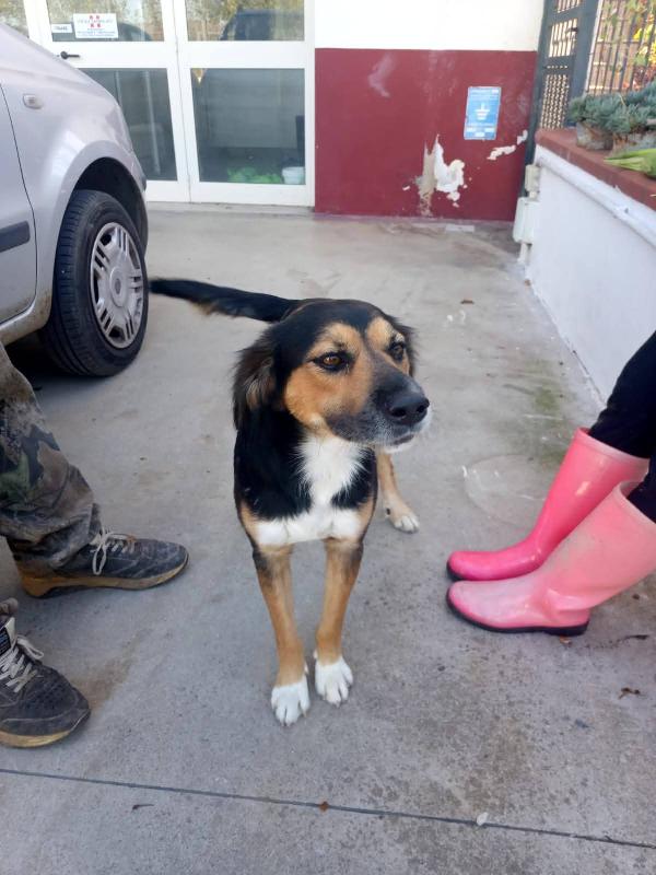 Gigio: 2 anni, socievole e affettuoso  Foto 8