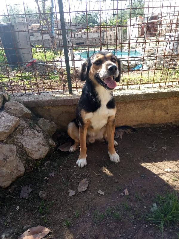 Gigio: 2 anni, socievole e affettuoso  Foto 9