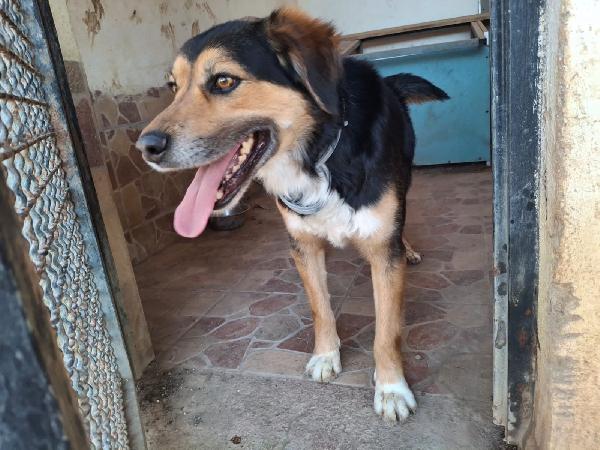 Gigio: 2 anni, socievole e affettuoso  Foto 10