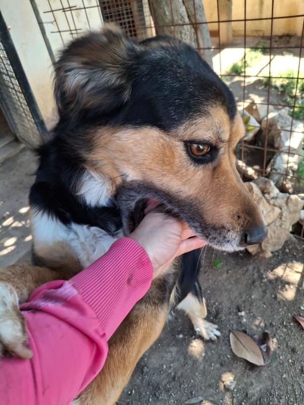 Gigio: 2 anni, socievole e affettuoso  Foto 11