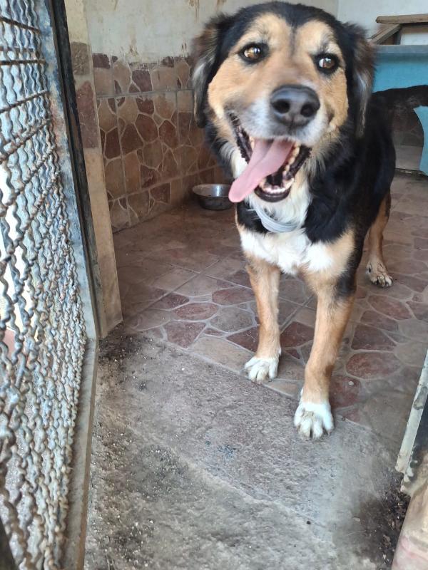 Gigio: 2 anni, socievole e affettuoso  Foto 12