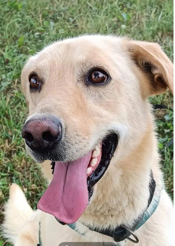 Vasco 4anni sbattuto di qua e là..MILANO SOS CASA Foto 2