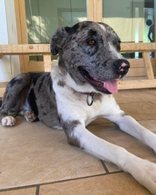 Femmina Amstaff/Pastore Lagorai 3Anni Bellissima.treviso