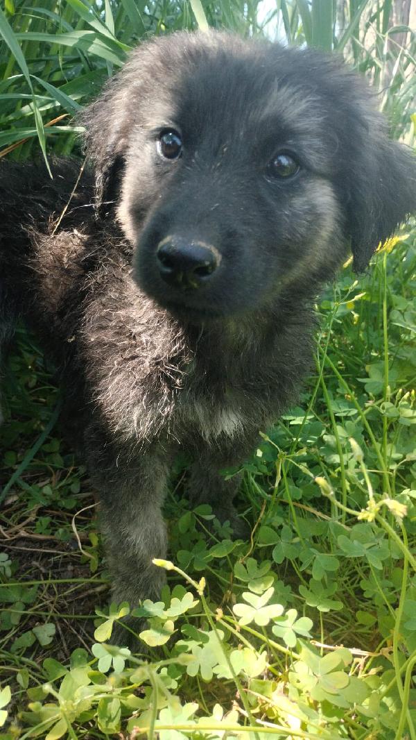 Alaric Meraviglioso Dolce Cucciolo Simil Pastore 