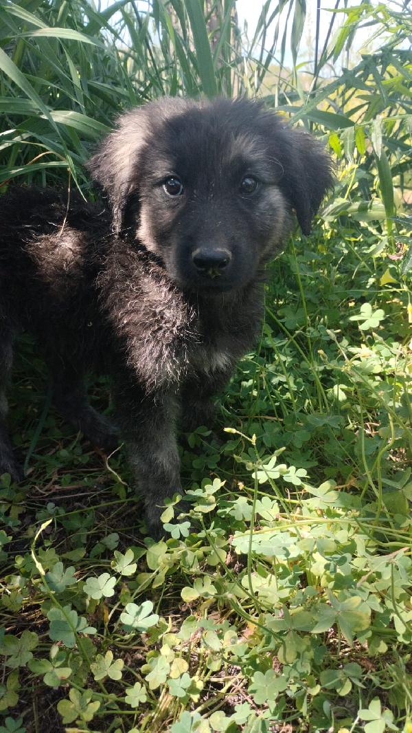 Alaric meraviglioso dolce cucciolo simil pastore  Foto 2