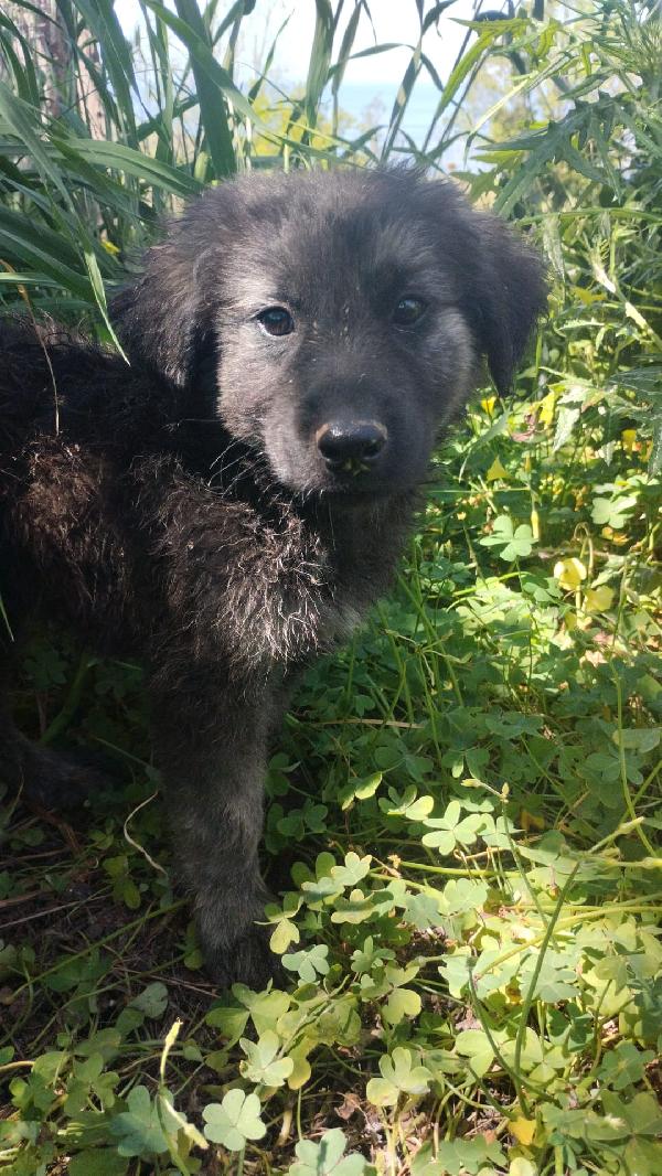 Alaric meraviglioso dolce cucciolo simil pastore  Foto 3