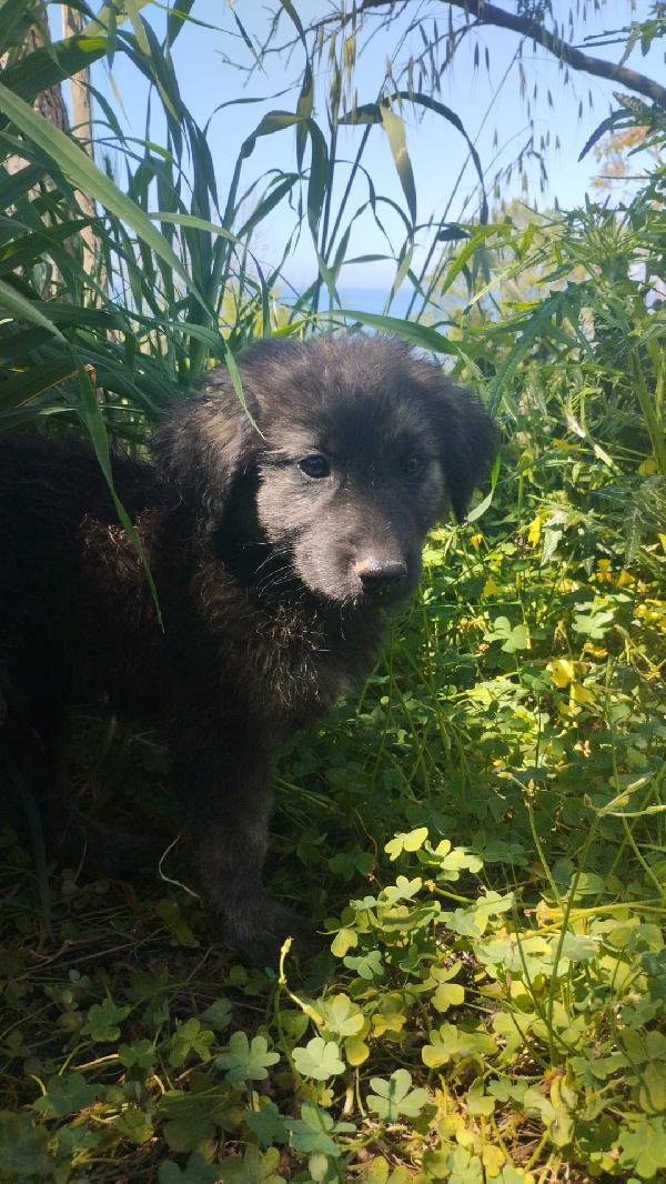 Alaric meraviglioso dolce cucciolo simil pastore  Foto 4